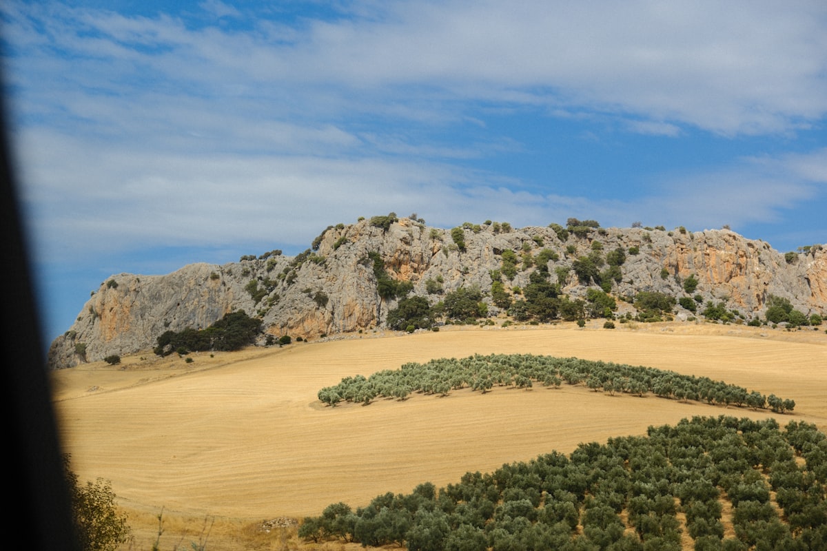 Olivar en Jaén, Andalucía